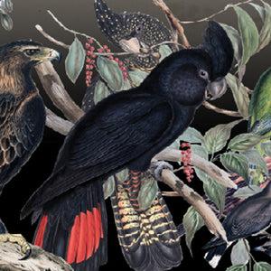 Native Birds Black Cockatoo Pack