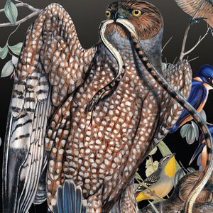 Native Birds Feather and Cuckoo Pack